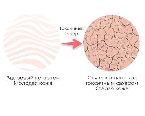 Коллаген. Зачем он нам?