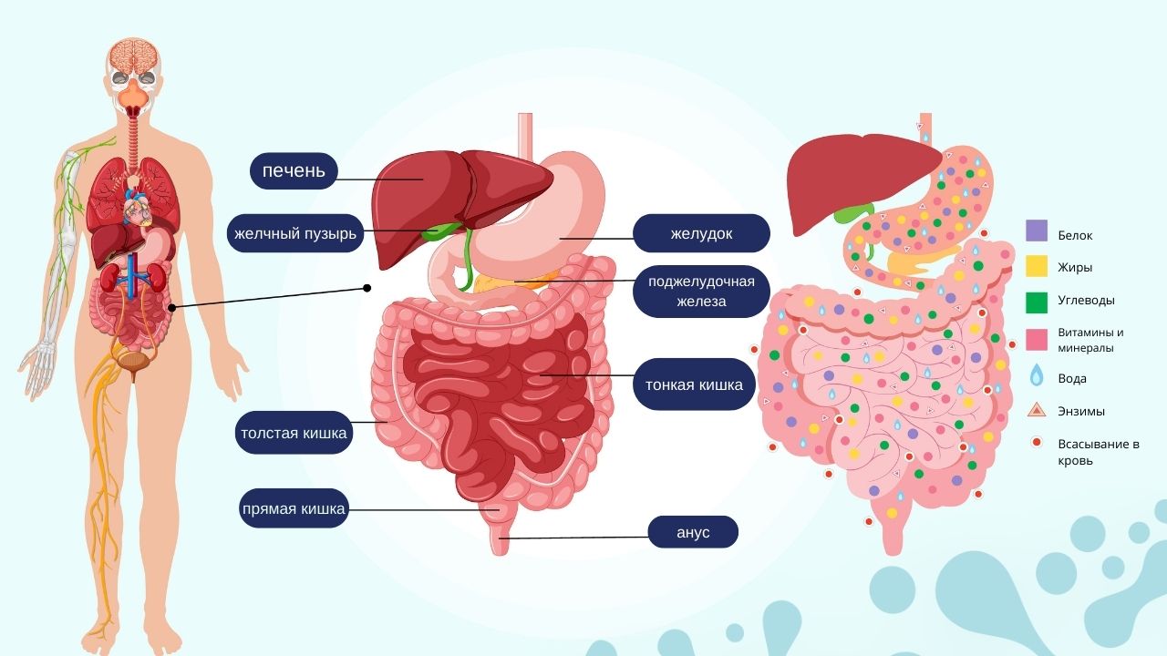 состав кишечной микрофлоры