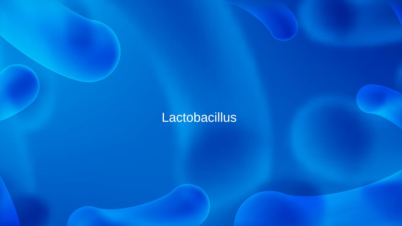 Бактерия Lactobacillus 